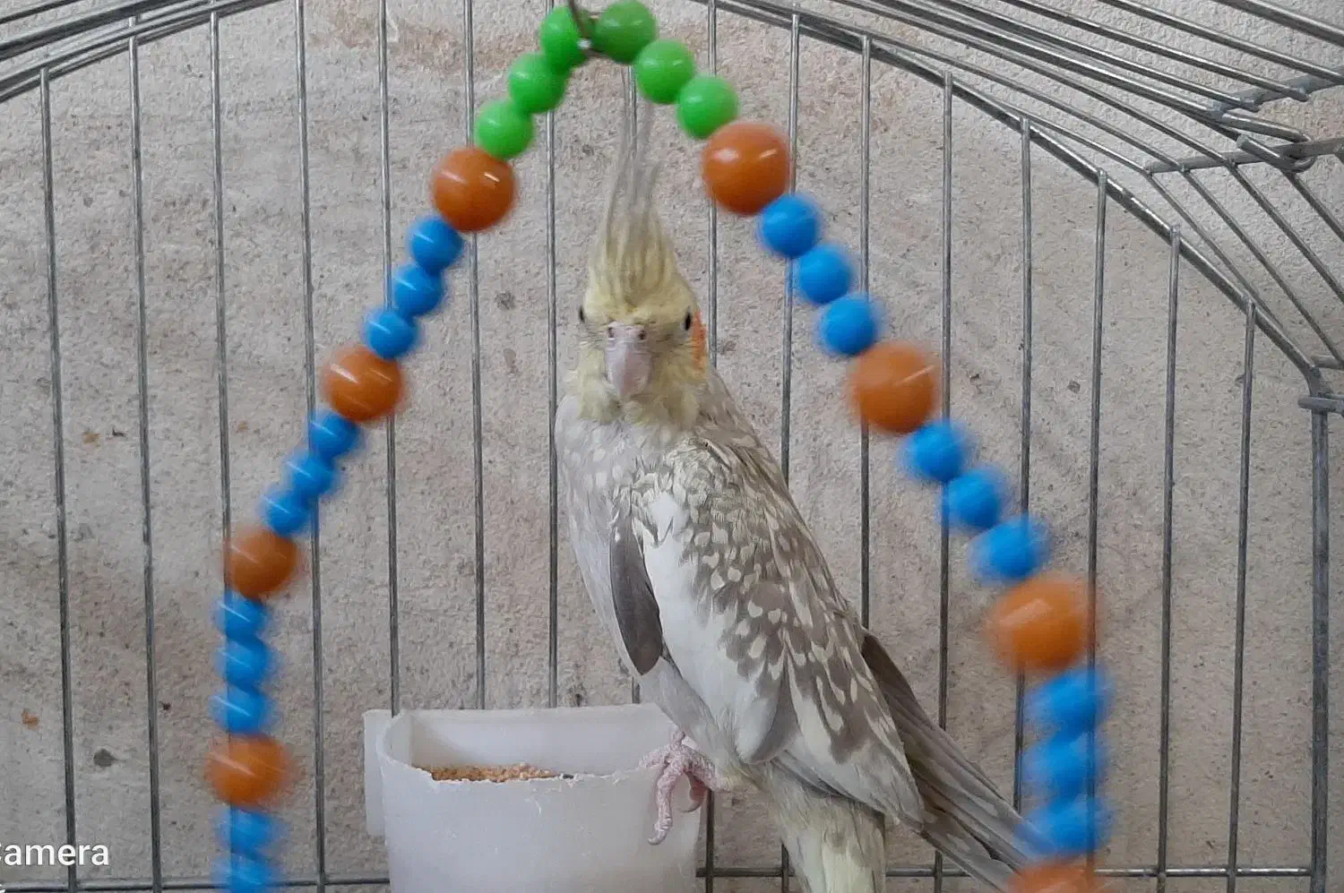 یک جفت عروس هلندی|پرنده|تفت, |دیوار