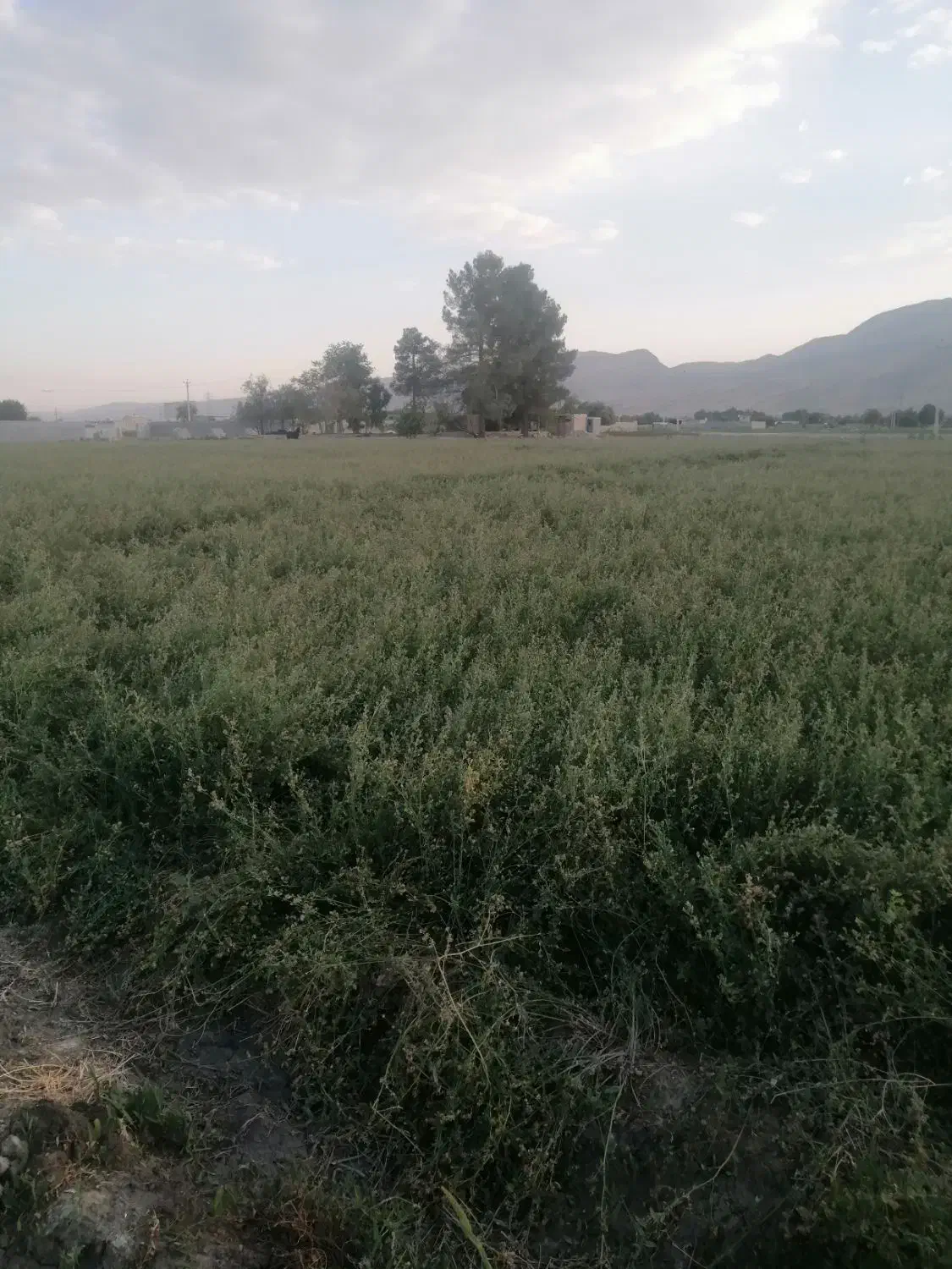 بذریونجه|گل و گیاه طبیعی|شیراز, ظفرآباد|دیوار