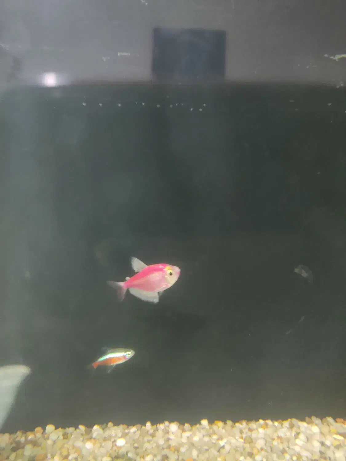 لابستر و آنجل|ماهی|تهران, پردیسان|دیوار