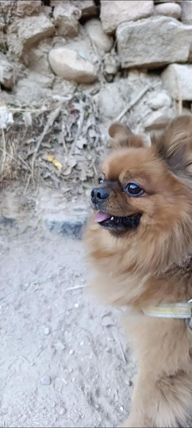 سگ gomshode|سگ|شیراز, شهرک کوشکک|دیوار