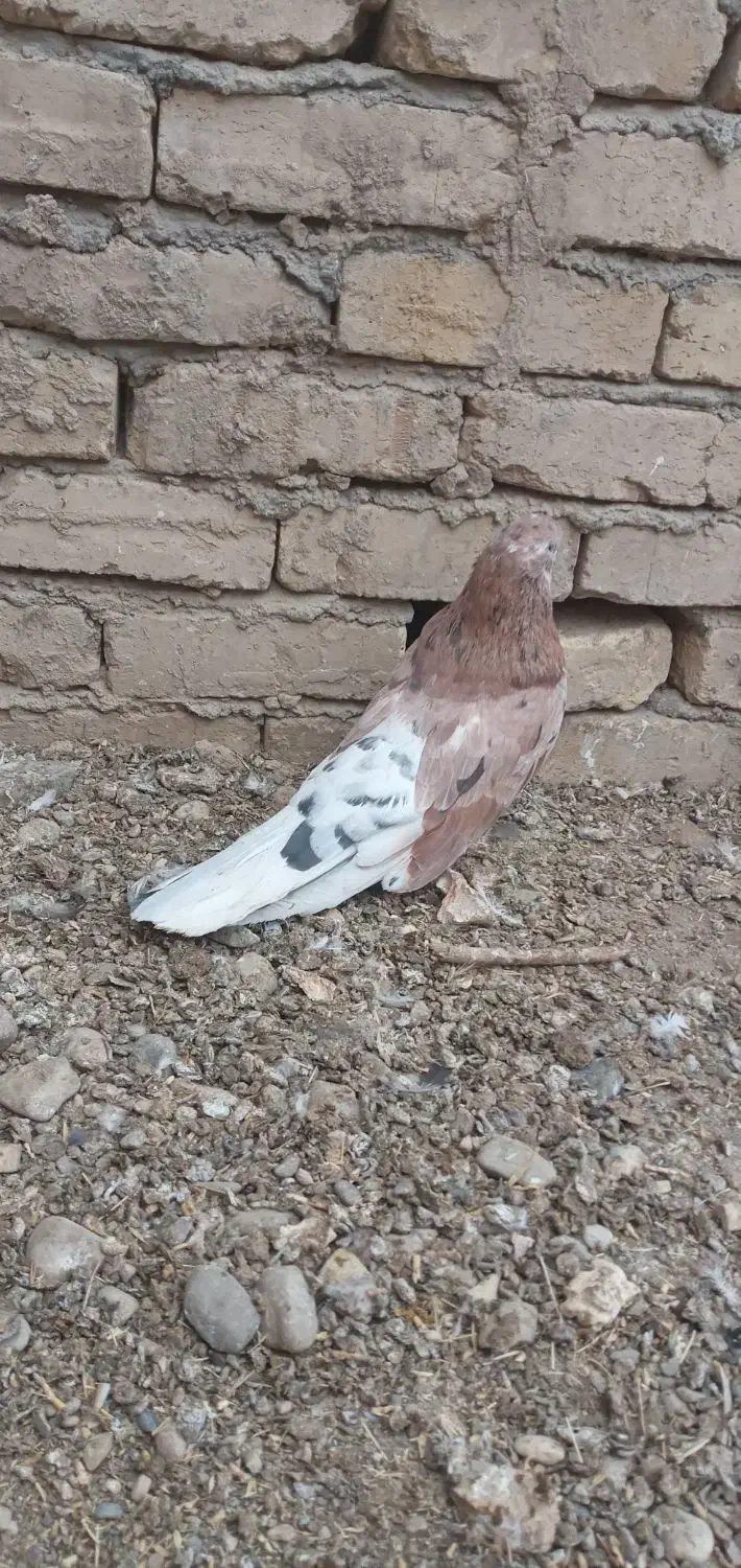 کفتر|پرنده|نهاوند, |دیوار