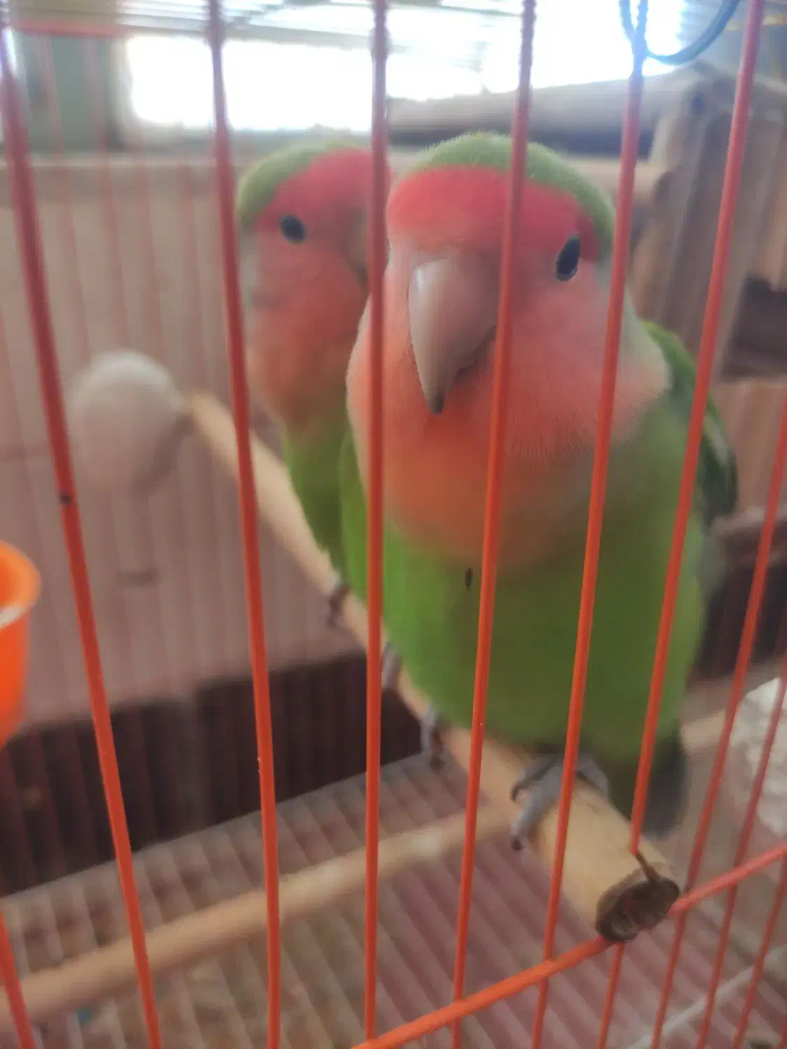 طوطی برزیلی|پرنده|سپیدان, |دیوار