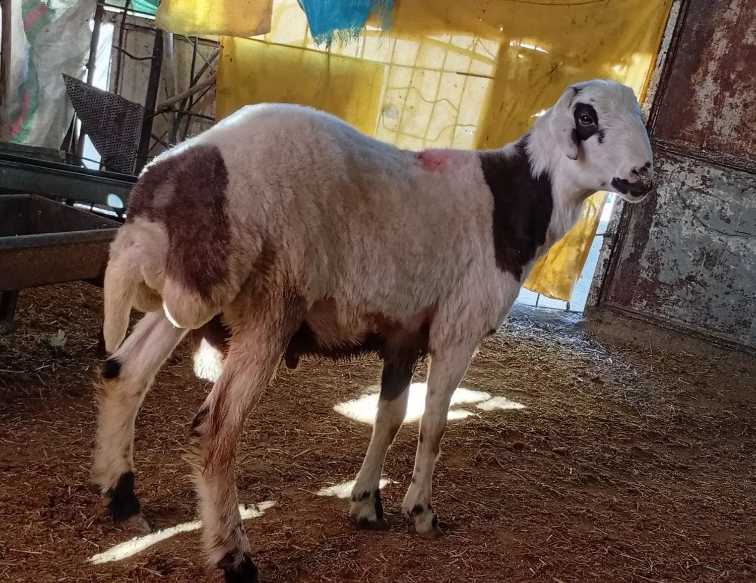 بره قوچ پلنگی|حیوانات مزرعه|صحنه, |دیوار