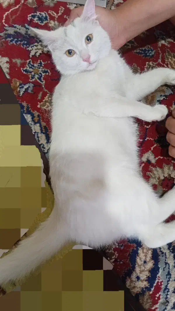 گربه پرشین بریتیش|گربه|کرمان, |دیوار