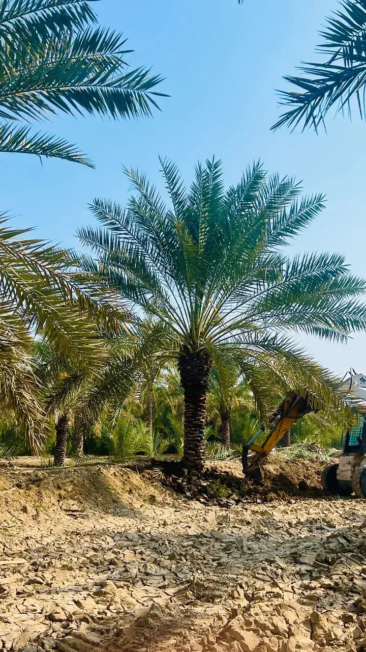 نخلهای بهبهان را خریدارم|خدمات باغبانی و درختکاری|بهبهان, |دیوار