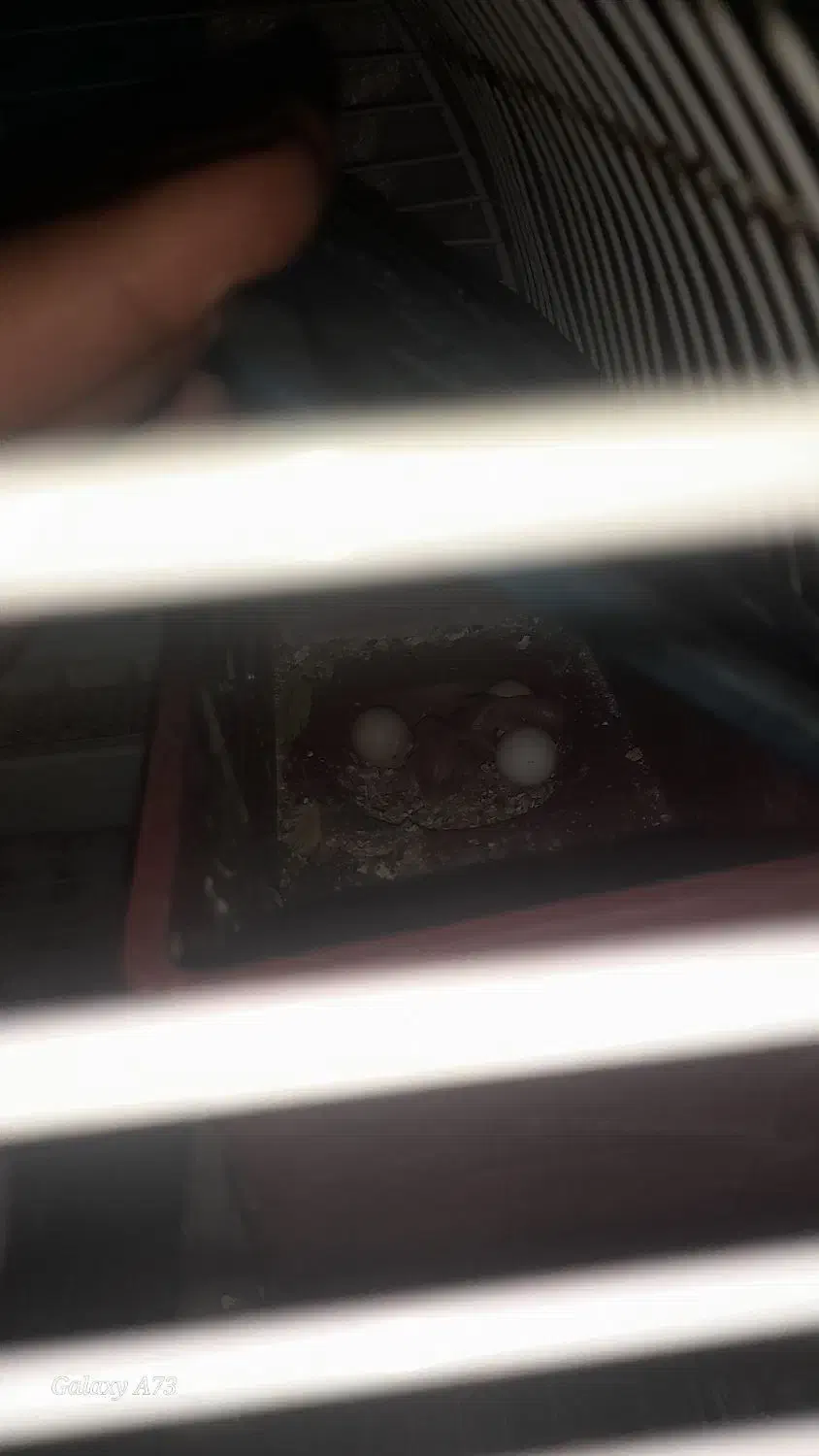 مرغ عشق خوشرنگ|پرنده|بوئین زهرا, |دیوار