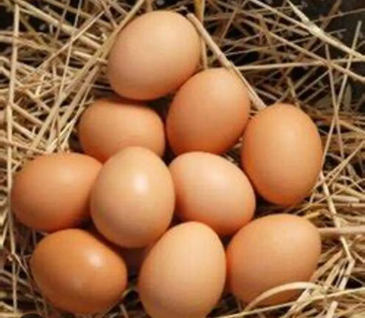 تخم مرغ محلی|خوردنی و آشامیدنی|مینودشت, |دیوار