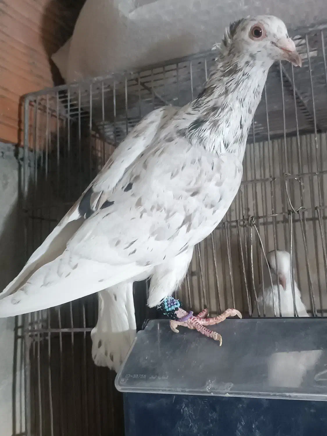 سارکاکلی|پرنده|آشخانه, |دیوار