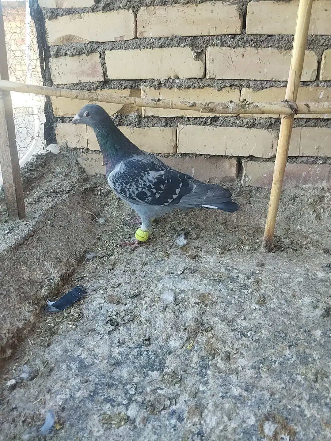 کفتر پرشی گرفتنی|پرنده|نیشابور, ده حلاج|دیوار