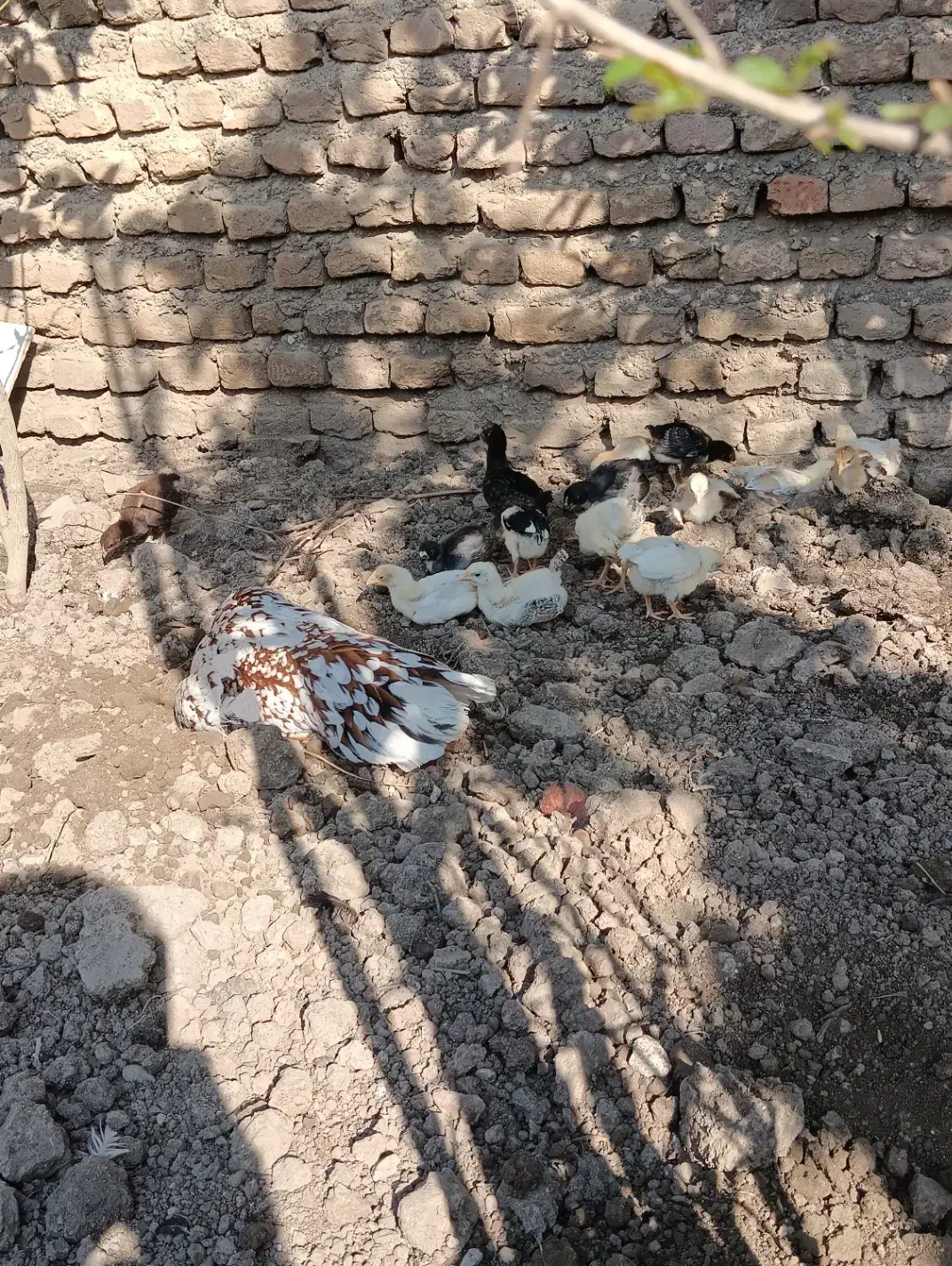 جوجه مرغ محلی|حیوانات مزرعه|مینودشت, |دیوار