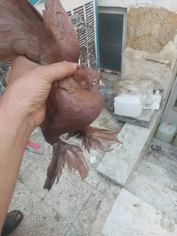 کفتر راعبی یا رواعب|پرنده|قم, قم نو|دیوار