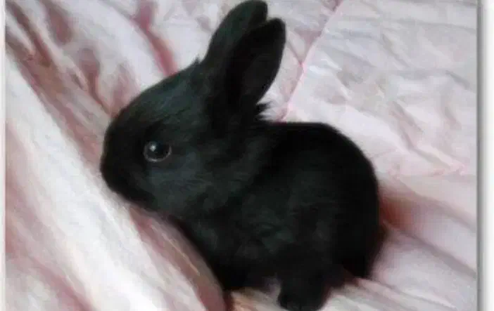 خرگوش|موش و خرگوش|سنندج, |دیوار