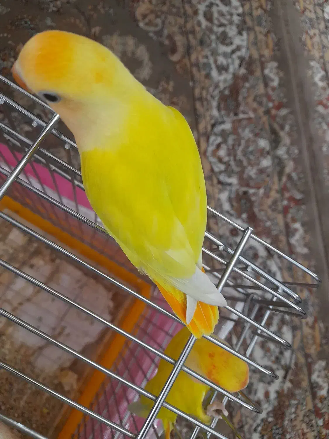 طوطی|پرنده|تهران, توحید|دیوار