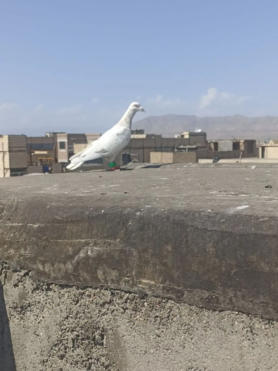 کفتر|پرنده|مشهد, شترک|دیوار
