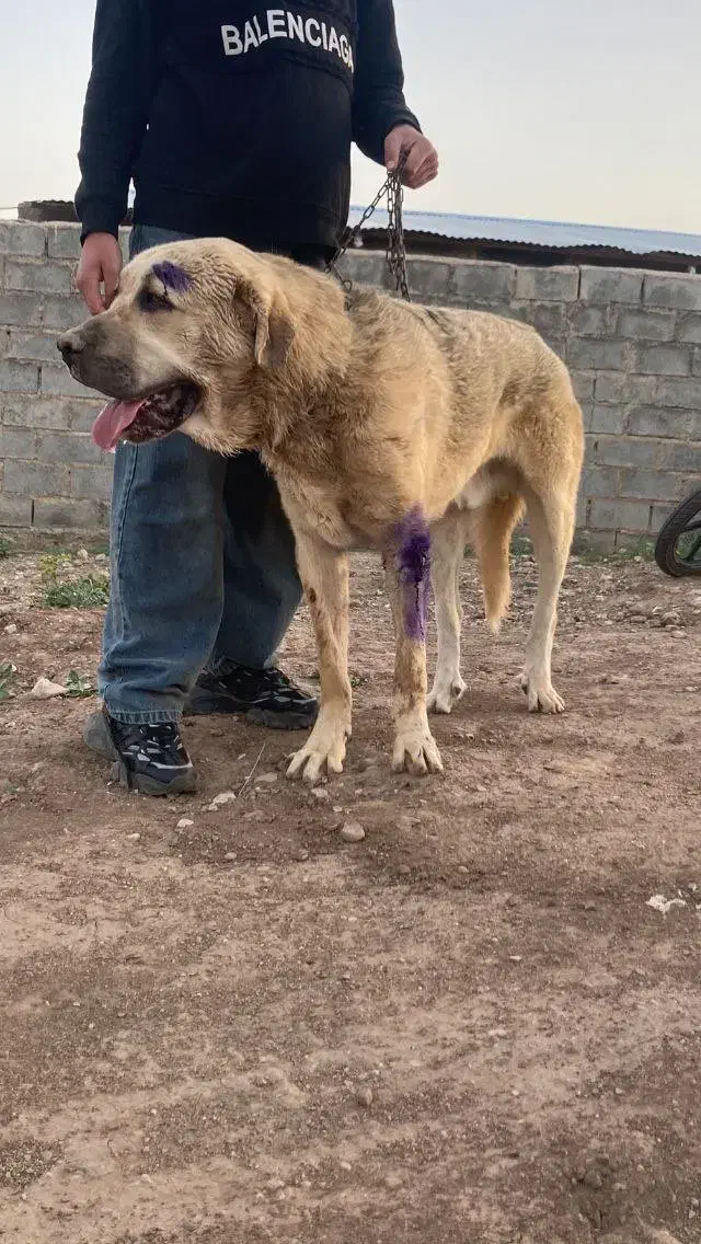 سگ پژدر|سگ|تسوج, |دیوار