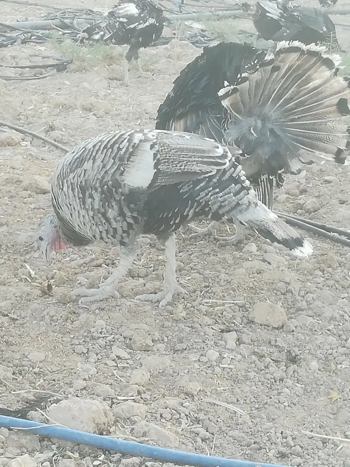 بقلمون|حیوانات مزرعه|داراب, |دیوار