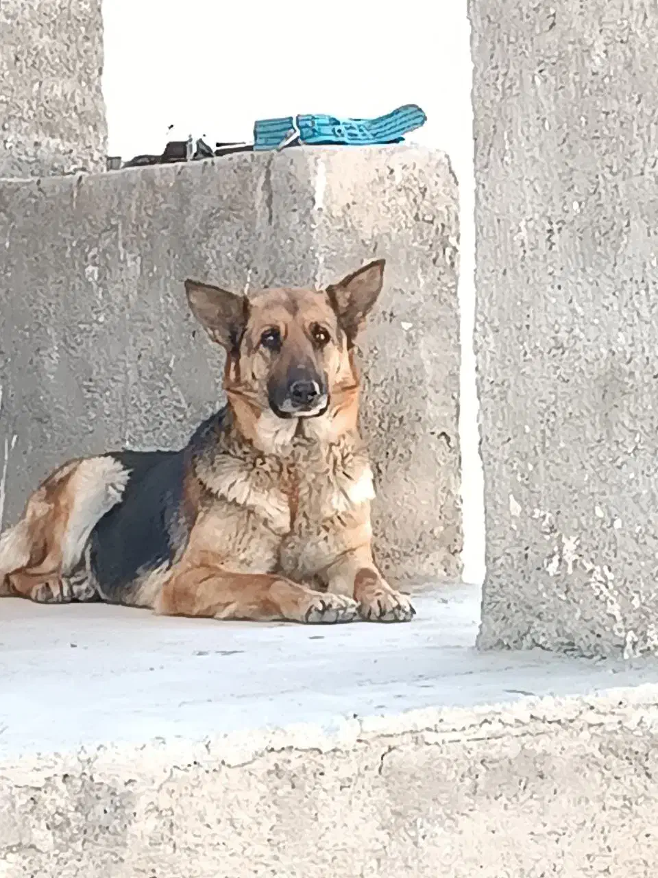 واگذاری سگ ژرمن شپرد|سگ|شاهرود, |دیوار