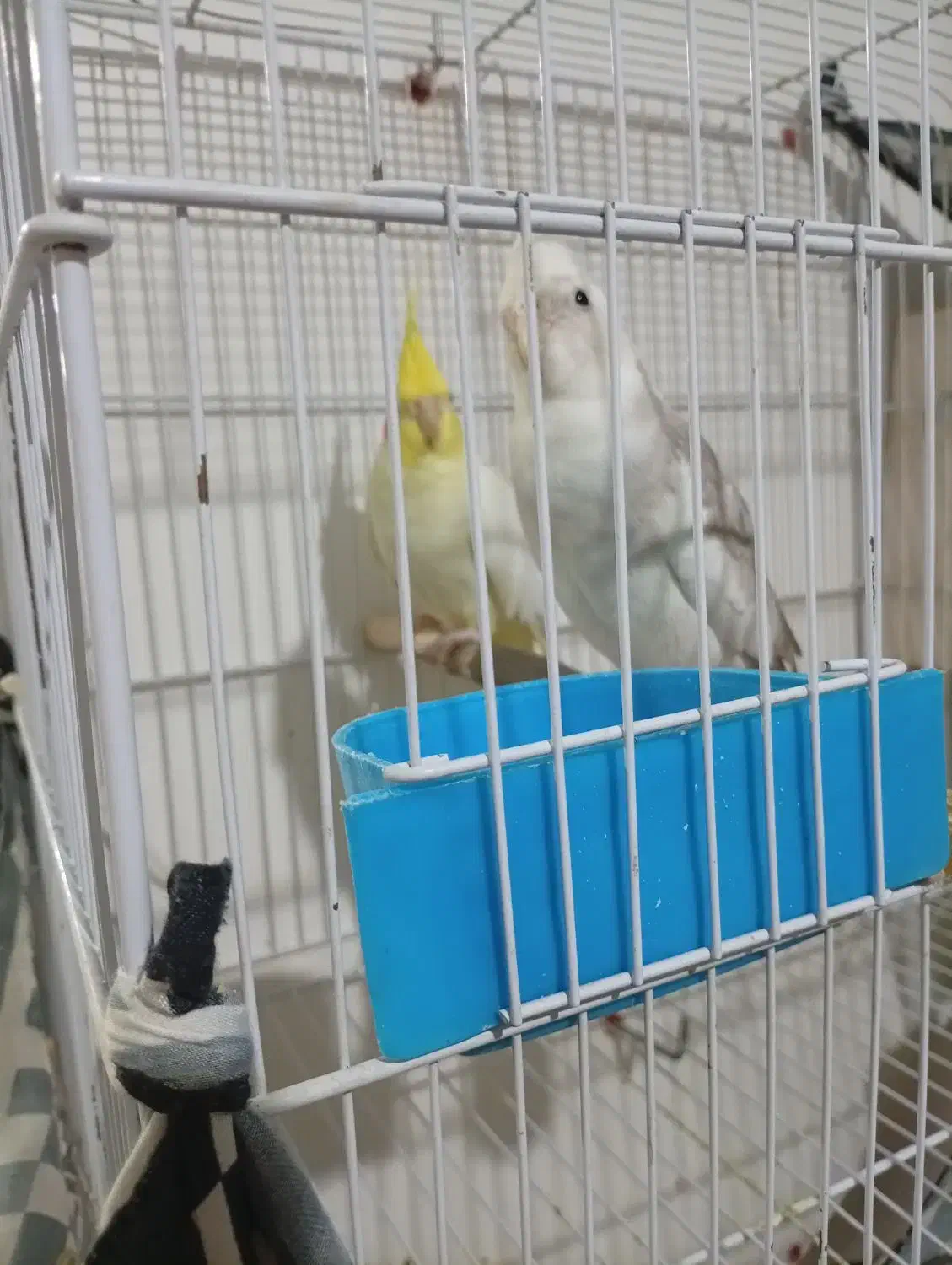 عروس مولد|پرنده|ماکو, |دیوار