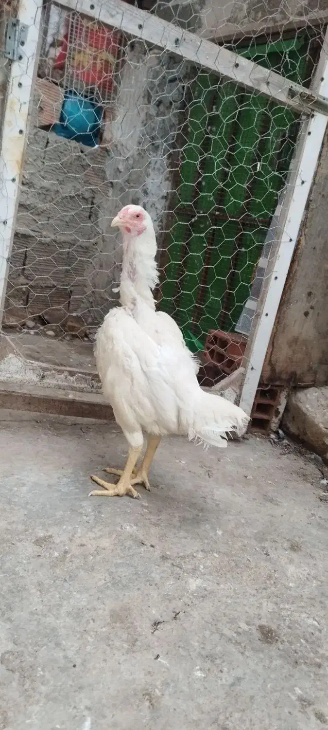 مرغ وخروس|حیوانات مزرعه|میناب, |دیوار