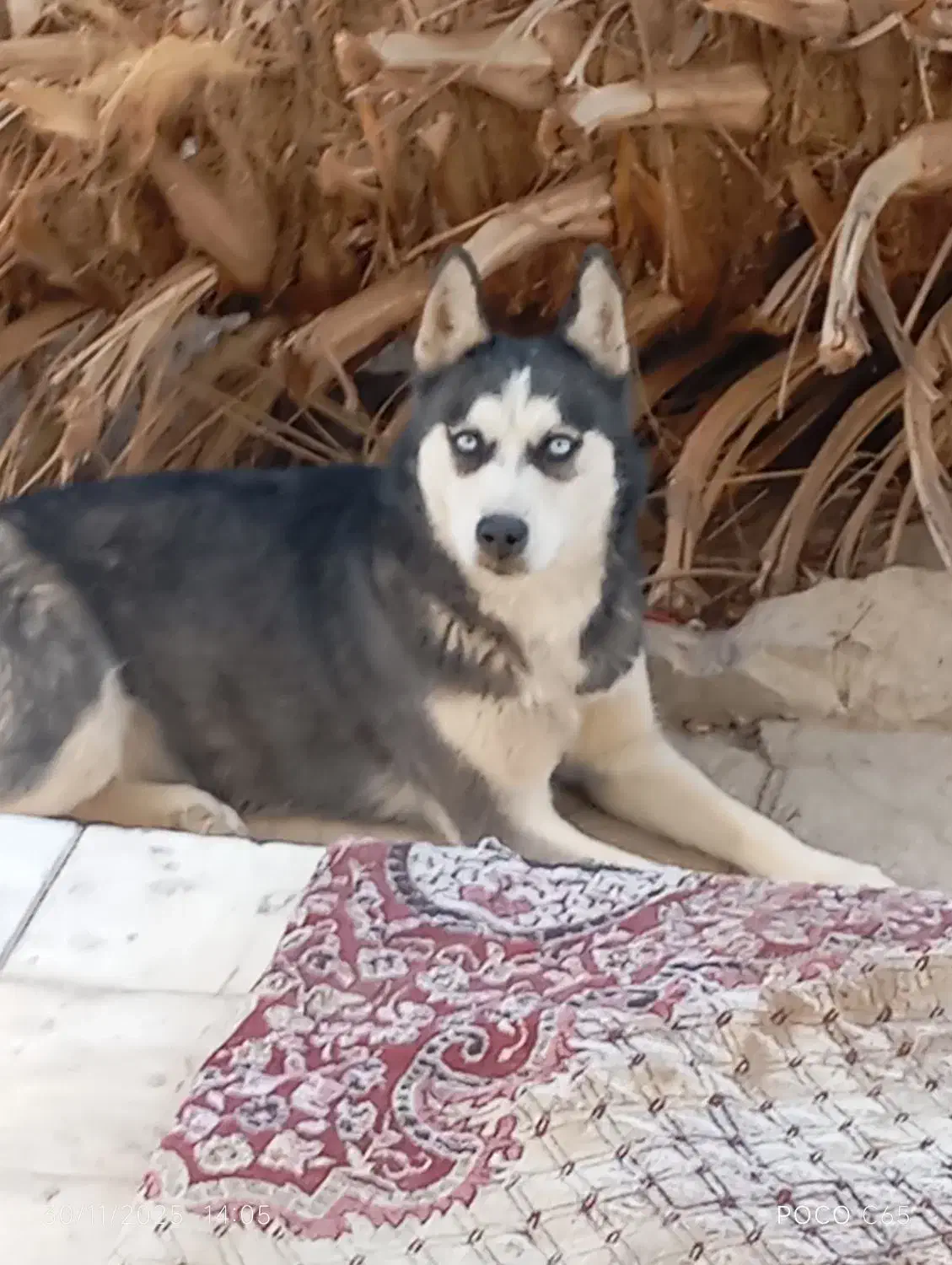 سگ هاسکی|سگ|اردکان, |دیوار