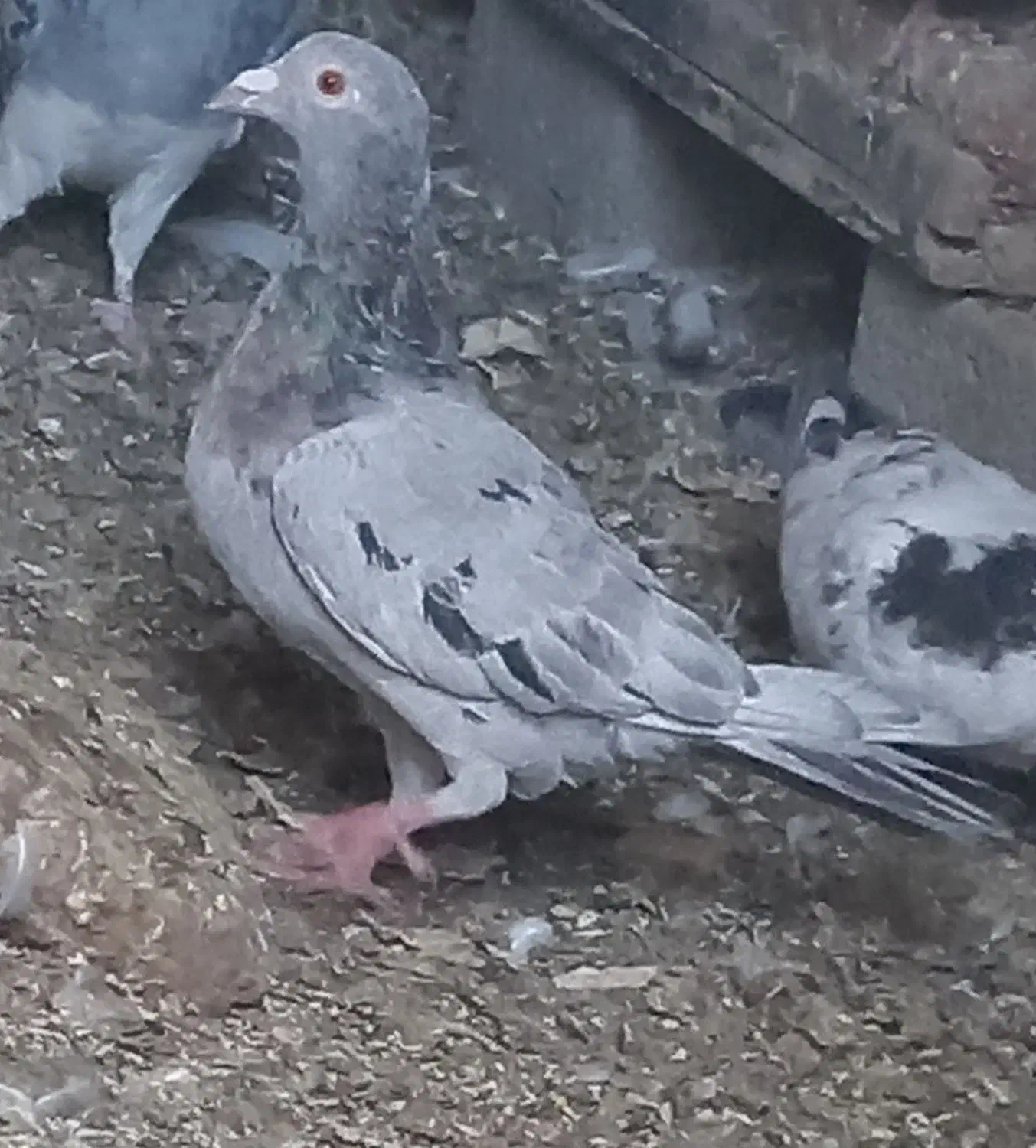 کبوتر|پرنده|عجب شیر, |دیوار