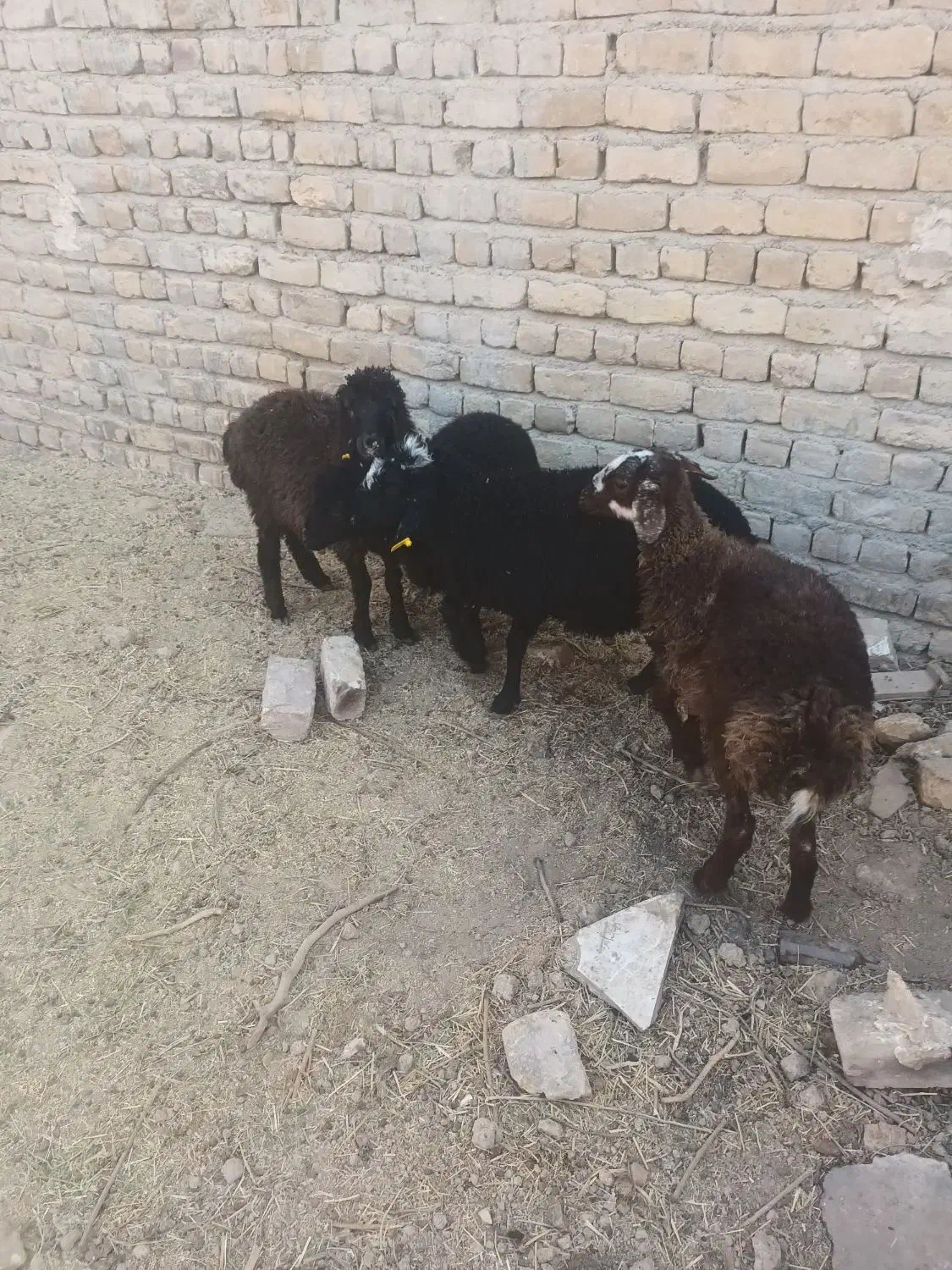 برع|حیوانات مزرعه|ساوه, |دیوار