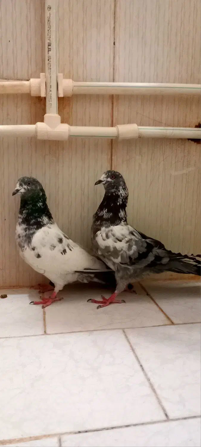 نرو ماده پاکستانی|پرنده|زابل, |دیوار