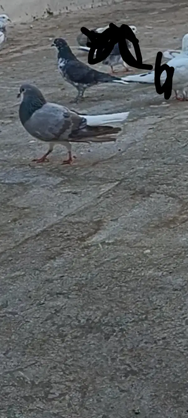 کفتر|حیوانات|قم, عمار یاسر|دیوار