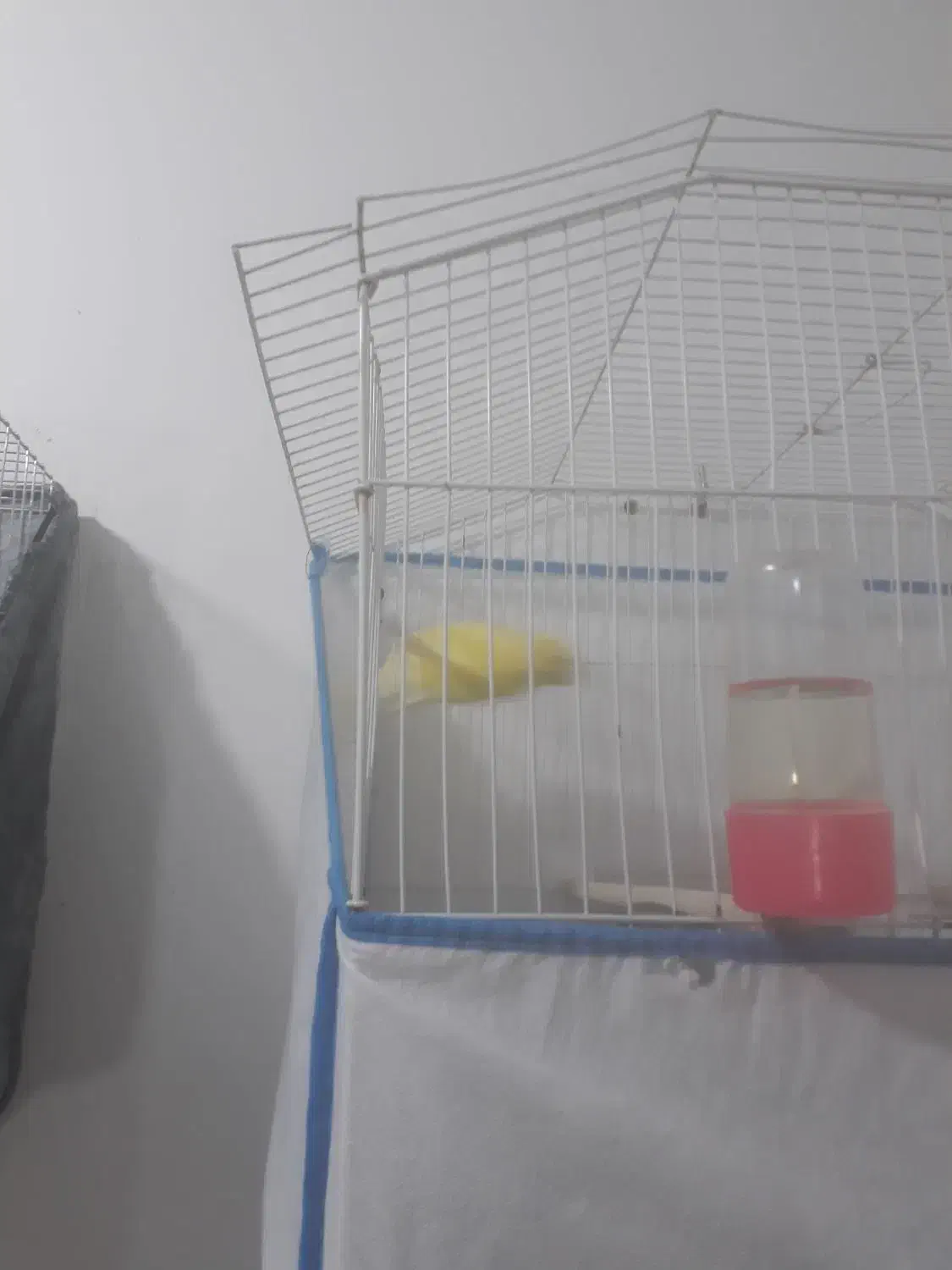 قناری|پرنده|بهبهان, |دیوار