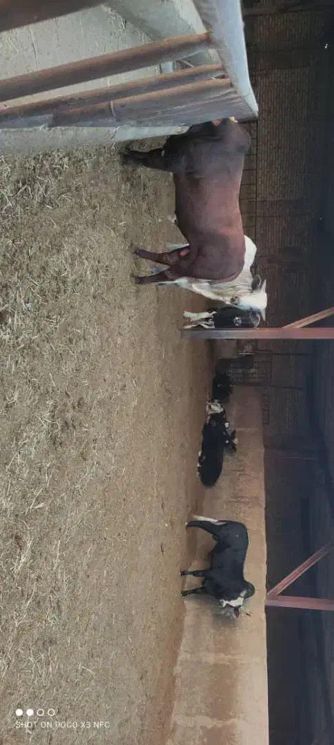 گوساله چاق فوق سوپر|حیوانات مزرعه|پیشوا, |دیوار