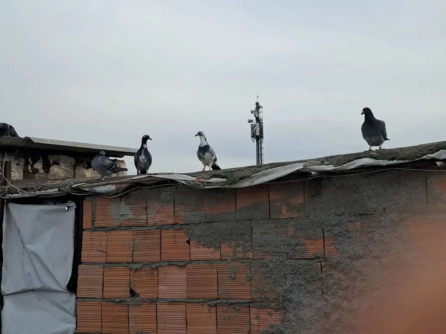 پنج تاماده جوان اماده جفت زدن.یک دانه طوقی زرد|پرنده|گرگان, |دیوار