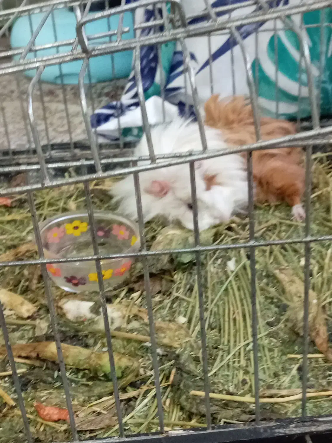 خوکچه هندی خوشگل وبامزه|موش و خرگوش|تهران, امیر بهادر|دیوار