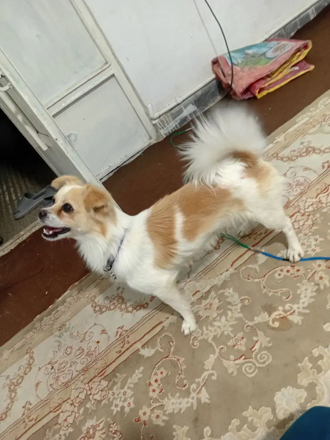 فروش و معاوضه|سگ|پاکدشت, پاکدشت (مامازند)|دیوار