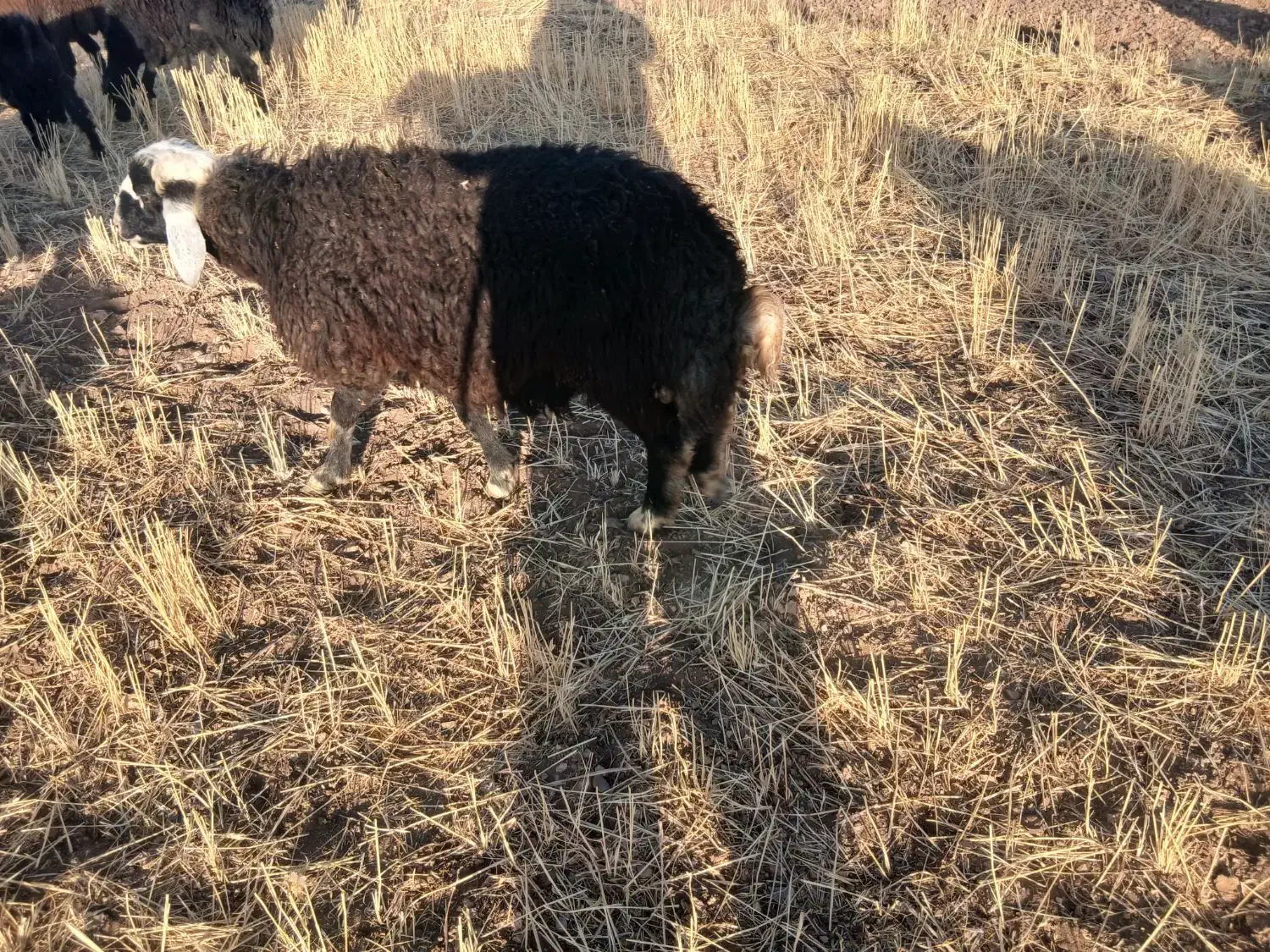 کاور نر گوشتی|حیوانات مزرعه|دهگلان, |دیوار