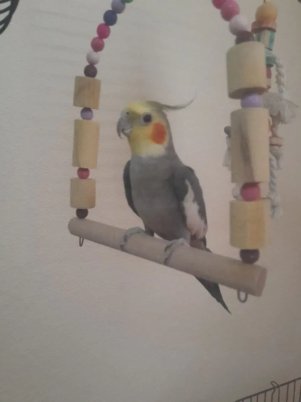 عروس هلندی نربالغ|پرنده|پاکدشت, پاکدشت (مامازند)|دیوار