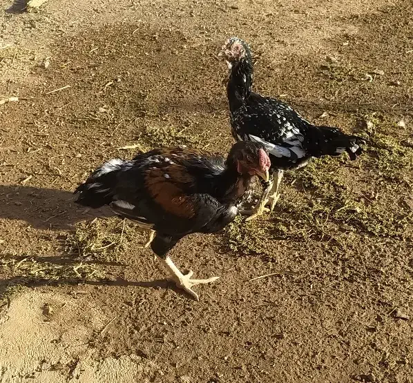 مرغ و خروس لاری|حیوانات مزرعه|کوهدشت, |دیوار