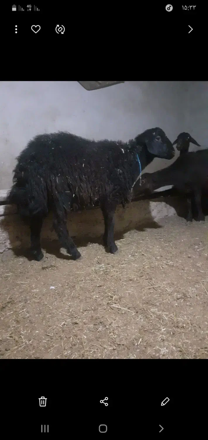 قوچ|حیوانات مزرعه|کنگاور, |دیوار