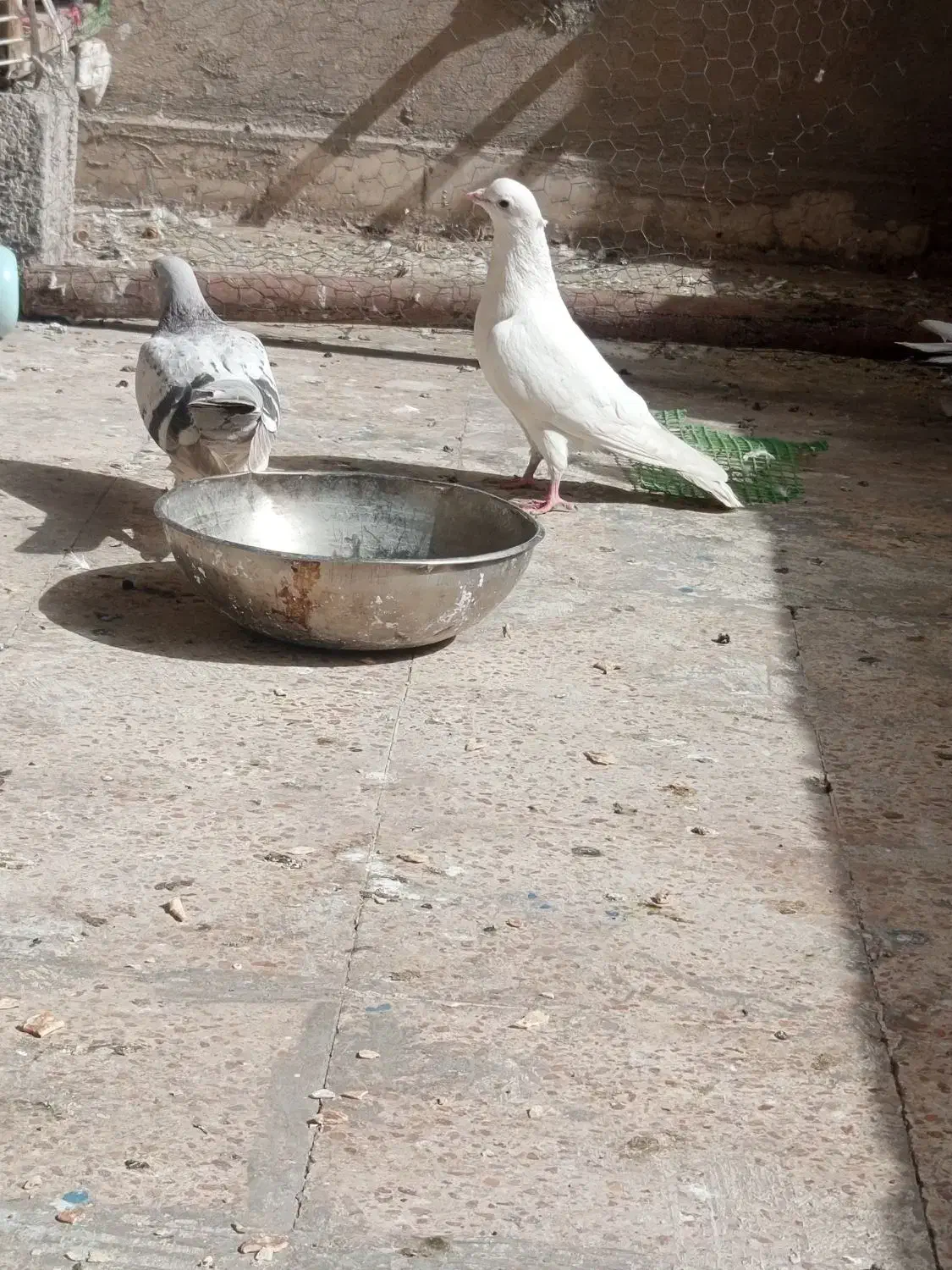 کبوتر|پرنده|مسجد سلیمان, |دیوار