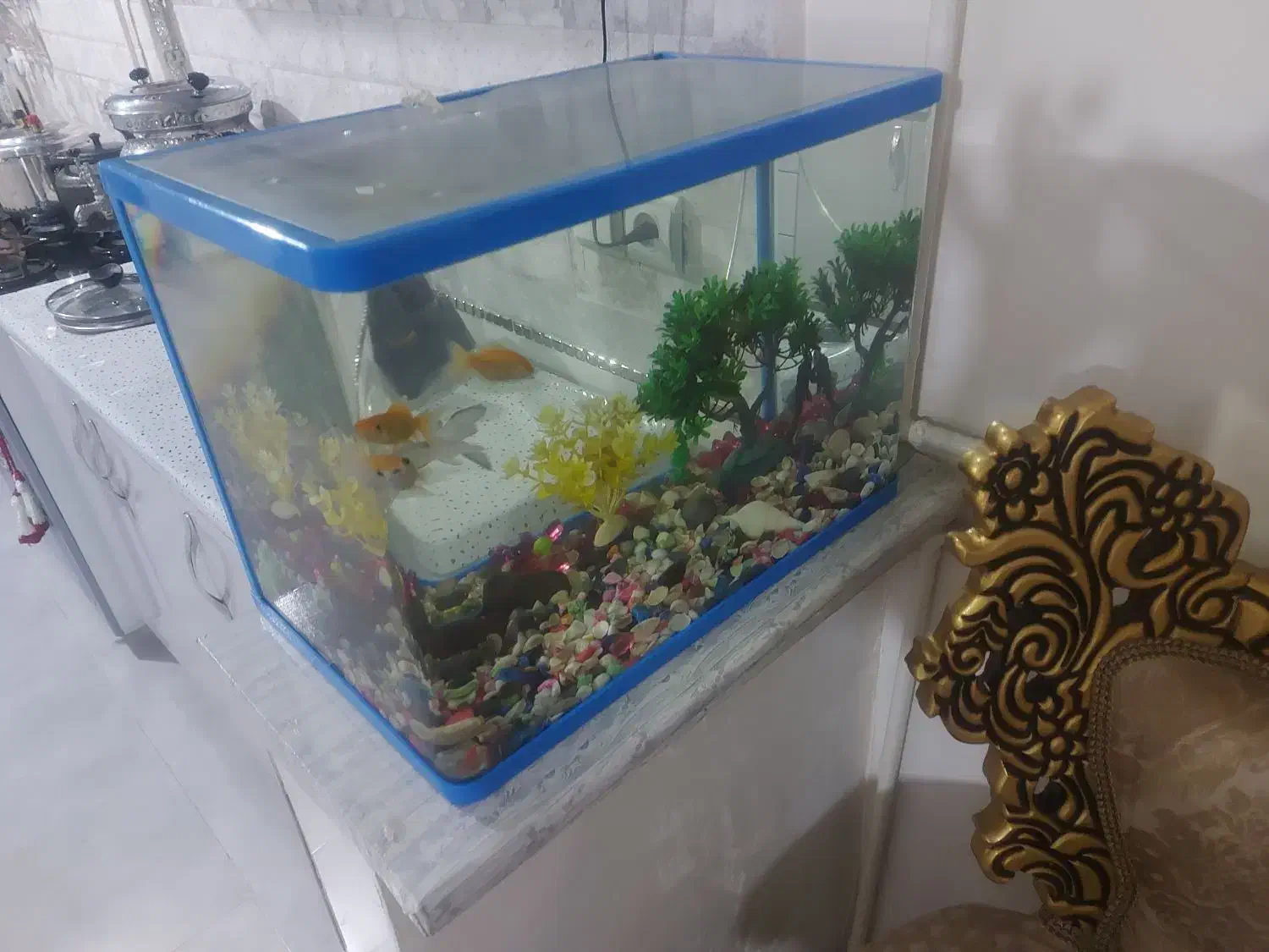 آکواریوم ماهی|ماهی|شاهدشهر, |دیوار