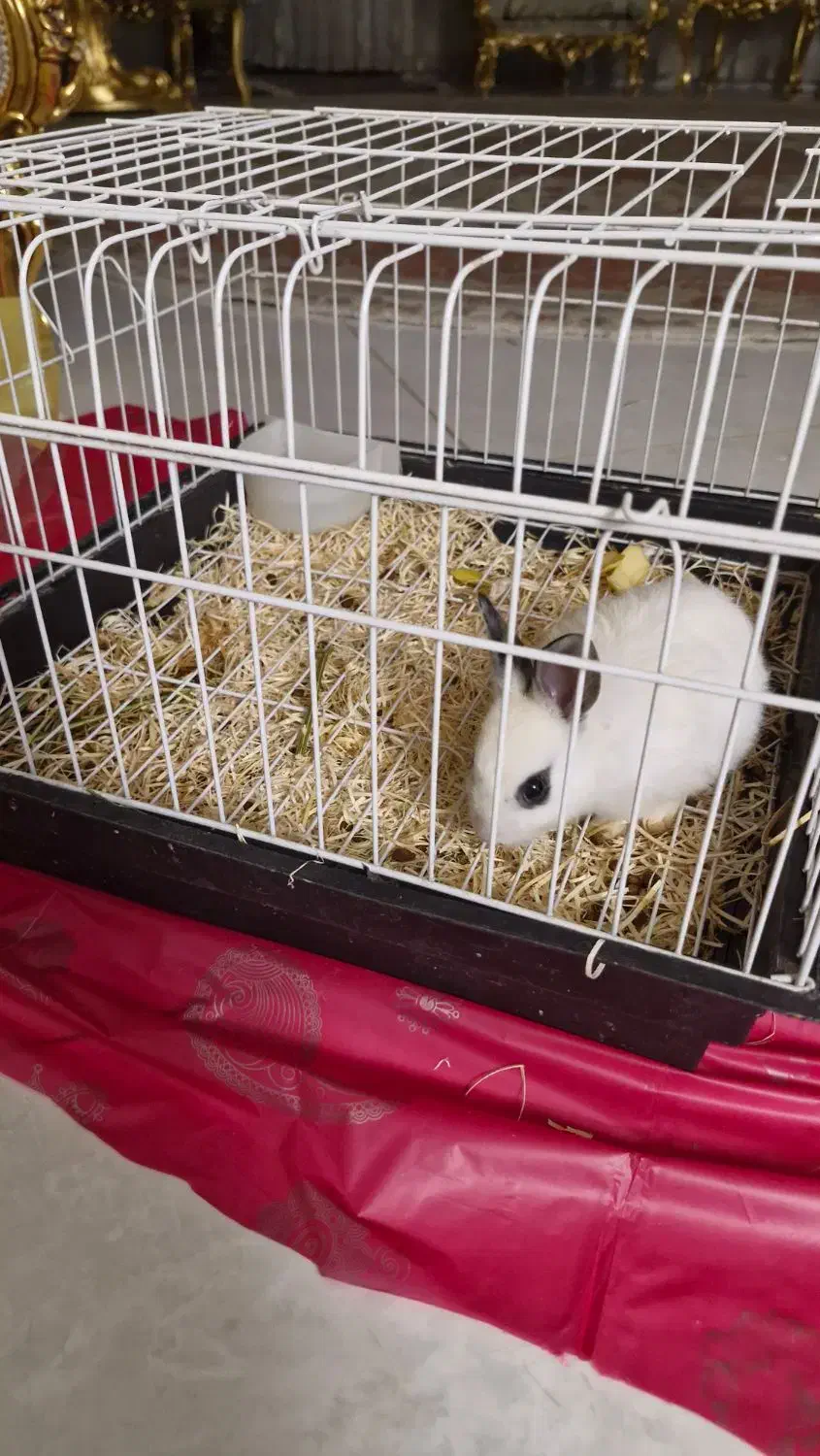 قفس|موش و خرگوش|تبریز, |دیوار