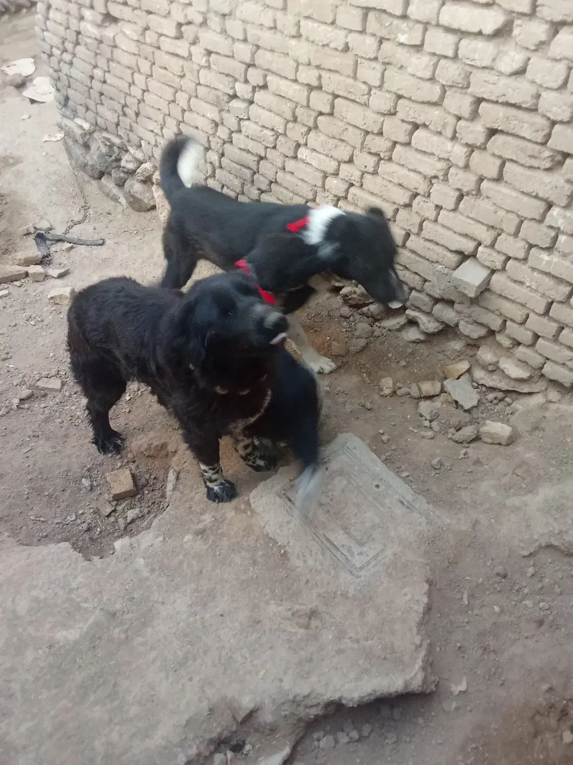 لاس|سگ|بروجن, |دیوار