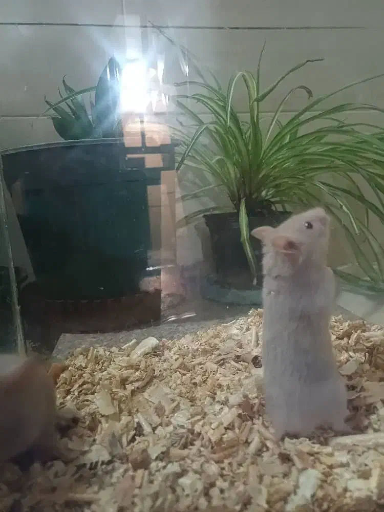 همستر بازیگوش|موش و خرگوش|شیراز, حومه شیراز|دیوار