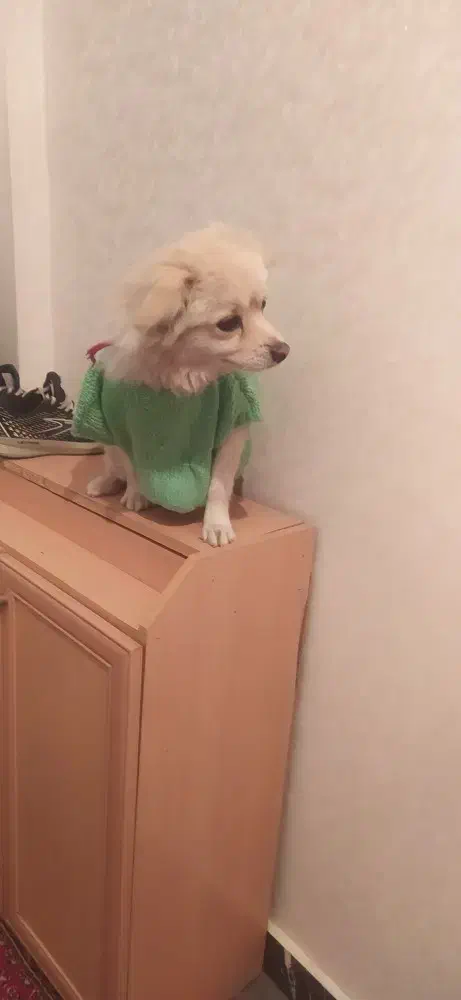 سگ پا کوتاه گم شده در هنرستان (۱۶ آبان جمعه)|حیوانات|زنجان, |دیوار