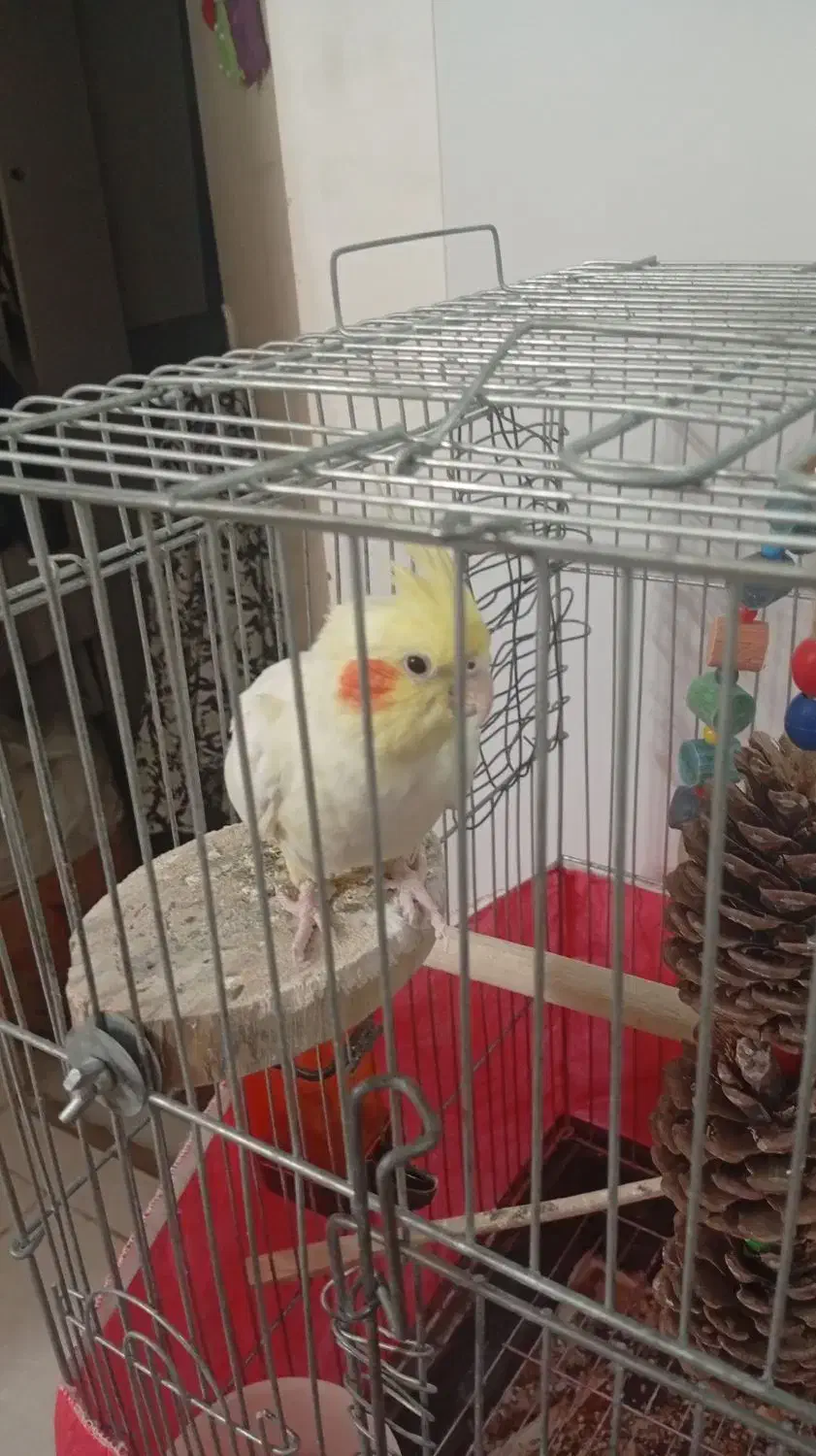 عروس هلندی|پرنده|پاکدشت, پاکدشت (مامازند)|دیوار