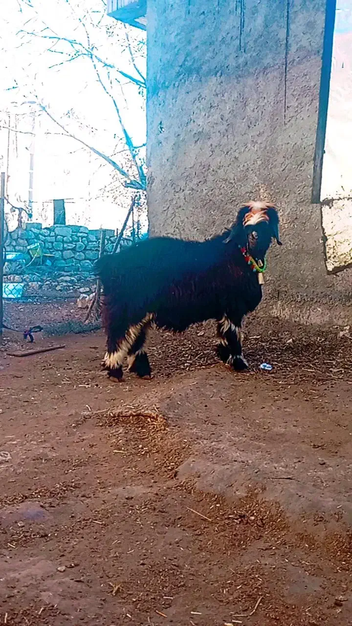 سلام یک بره نر|حیوانات مزرعه|کوهرنگ, |دیوار