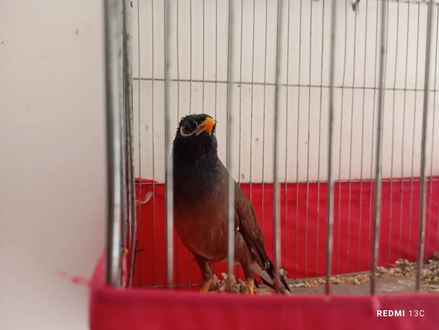 مرغ مینای کاملن رام|پرنده|سرپل ذهاب, |دیوار