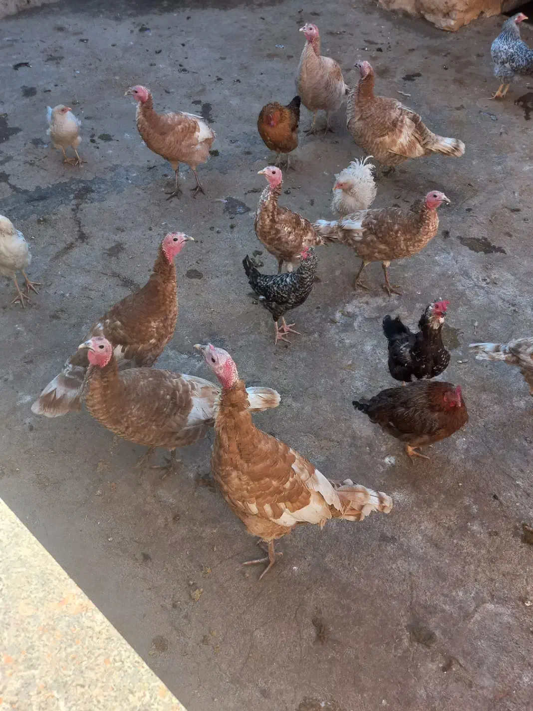 بوقلمون های ماده و نر سرجمع و تکی|حیوانات مزرعه|دیواندره, |دیوار