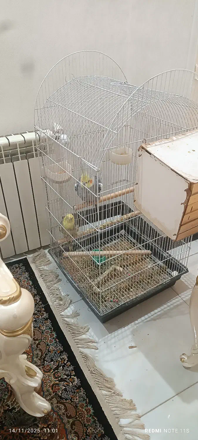 عروس هلندی نر و ماده|پرنده|رباط‌کریم, رباط‌کریم|دیوار