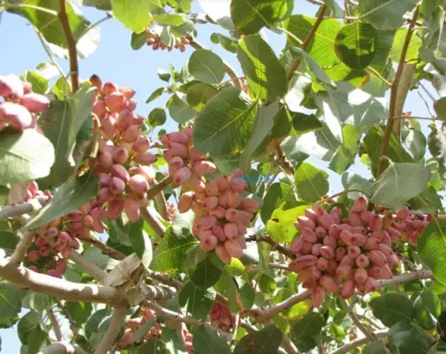 زمین‌کشاورزی|فروش دفتر صنعتی، کشاورزی، تجاری|راین, |دیوار