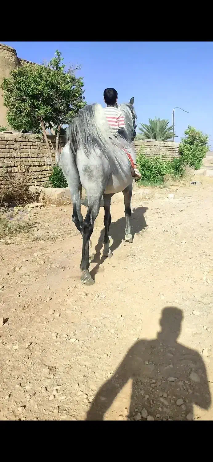 اسب نریان ومادیان با کره|اسب و تجهیزات اسب‌سواری|کازرون, |دیوار